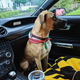 Illustration for article titled Dogs in Cars? (UPDATE: Theyre all calmed down and friends)